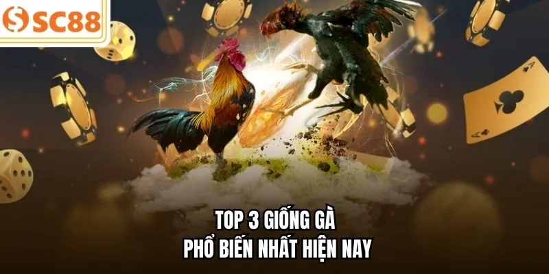 Top 3 giống gà phổ biến nhất hiện nay